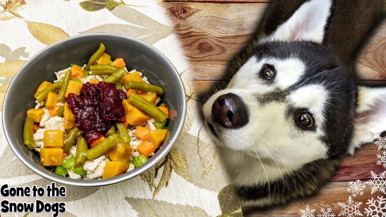 How to Make Thanksgiving Dinner For Dogs | DIY Dog Treats 126