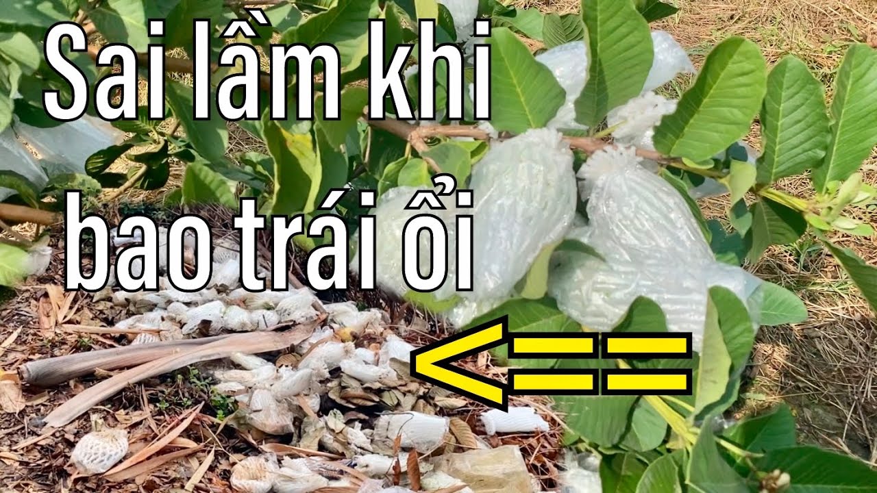 #55 Một số lưu ý khi bao trái ổi giúp tăng hiệu quả và giảm chi phí | Thanh Bình Farm