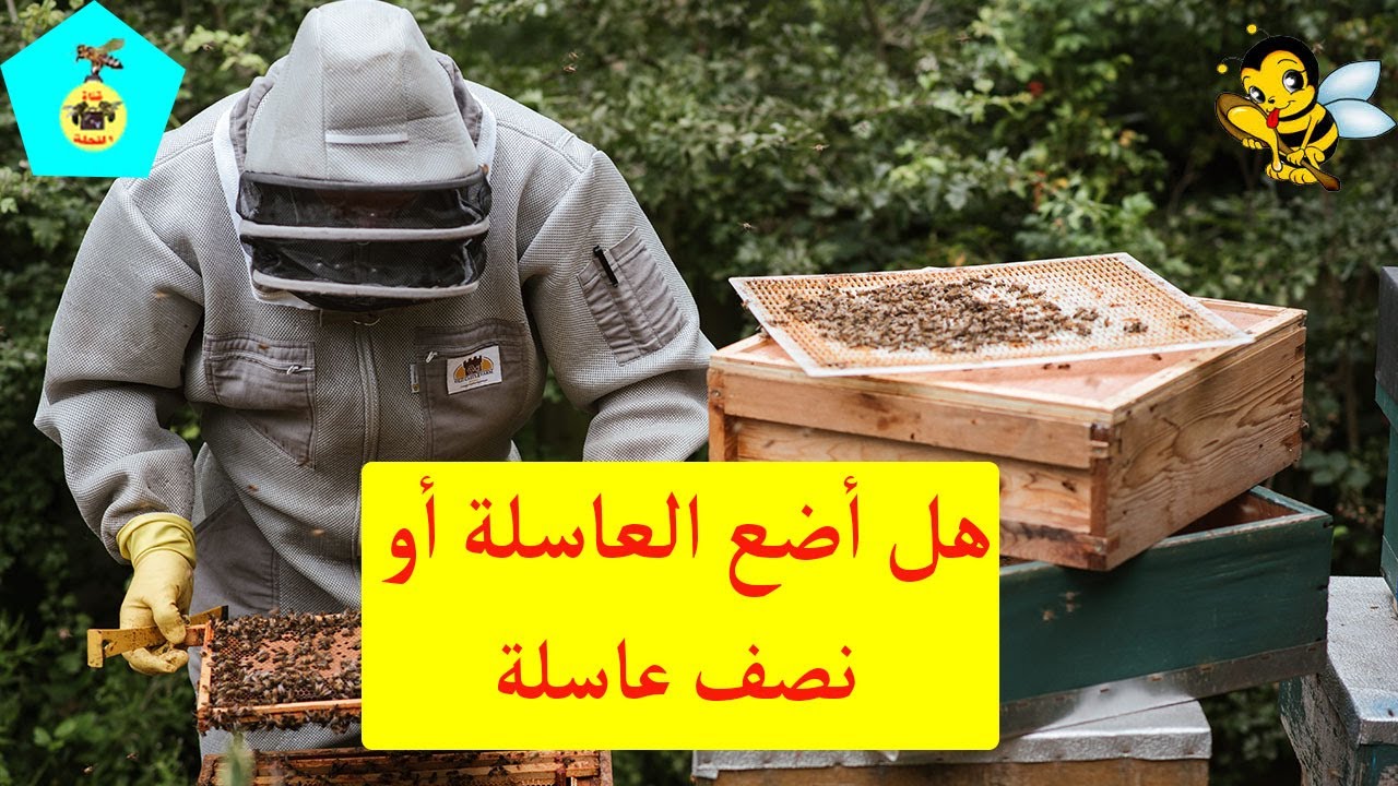 هل نضع العاسلة الكبيرة أو نصف عاسلة في هذا الوقت لكي أحصل على عسل كثير