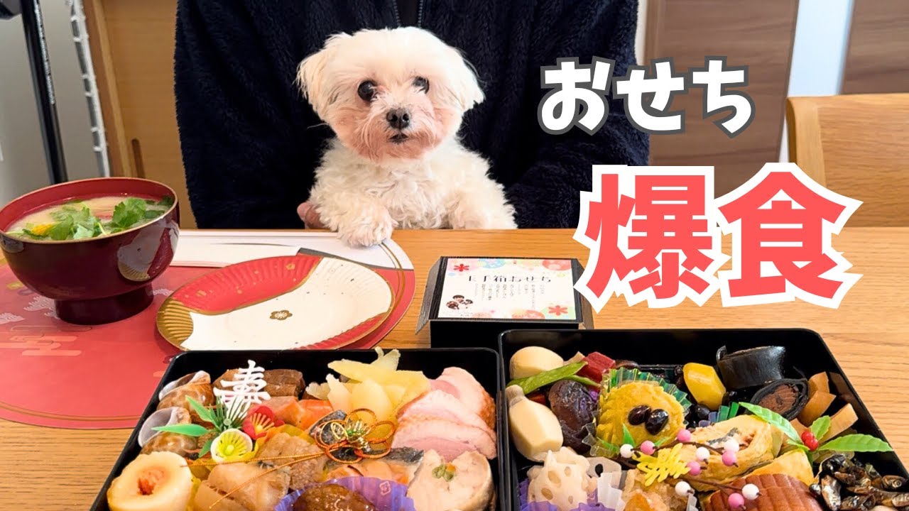 初めてのおせちにテンション爆上がりで爆食する犬