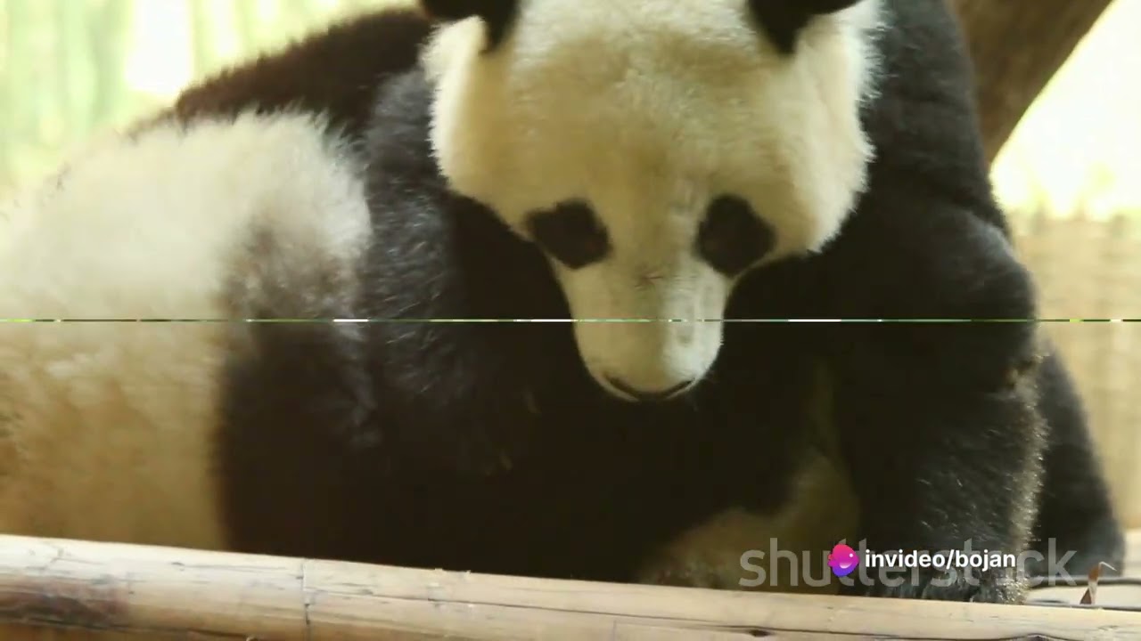 invideo ai 1080 Pandy & Leo  A Bamboo Forest Adventure 2024 01 18 5