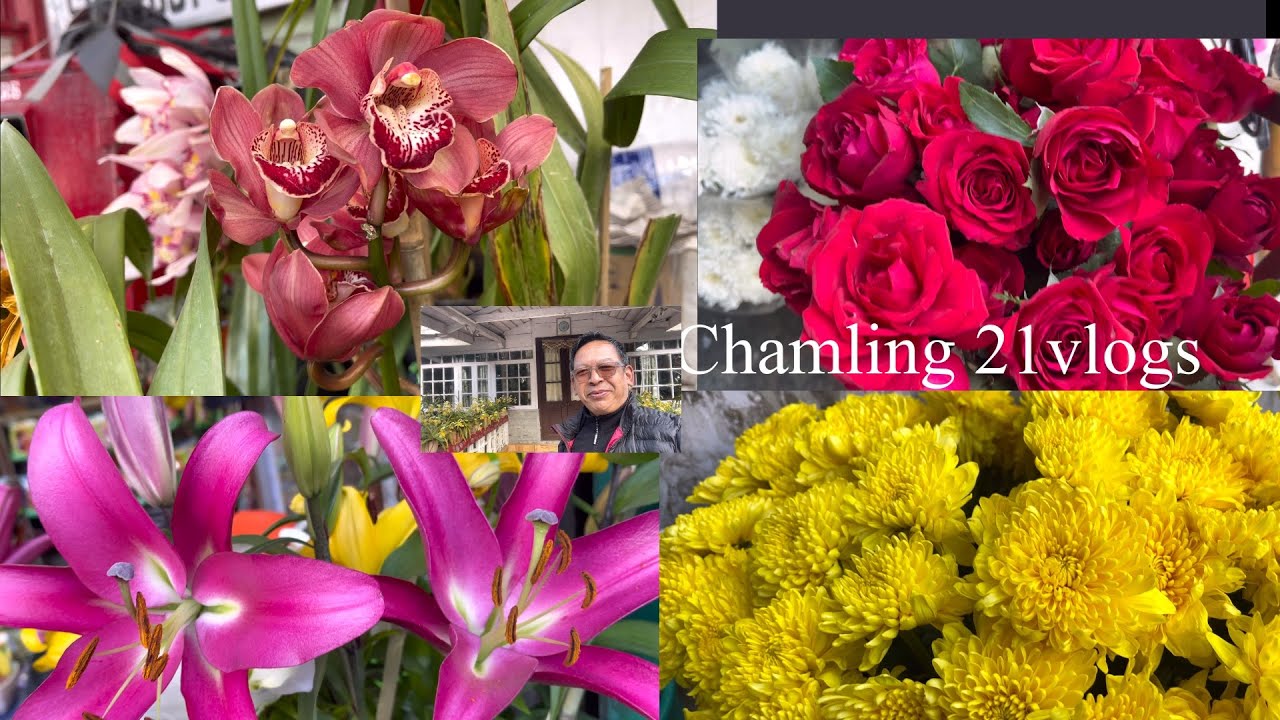Daily Home vlogs,Late post—-Searching a seedlings of seasonal flowers.Sorry for late uploads.🙏🙏. 
