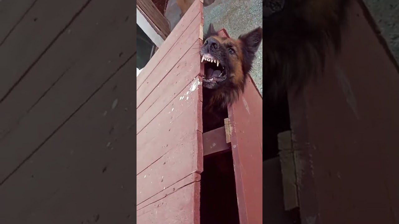 Chien Berger Allemand Royal Qui Aboie #horror #scary #dog #chien #germanshepherd #bergerallemand #dr