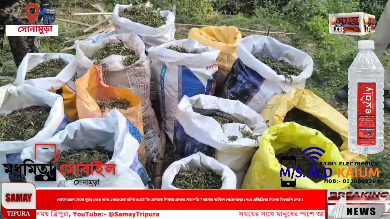ময়নামা, (৪৪ পাউড়াক্ষেত) আড়ালিয়া এলাকায় সোনামুড়া থানার গাঁজা বিরোধী অভিযান, 