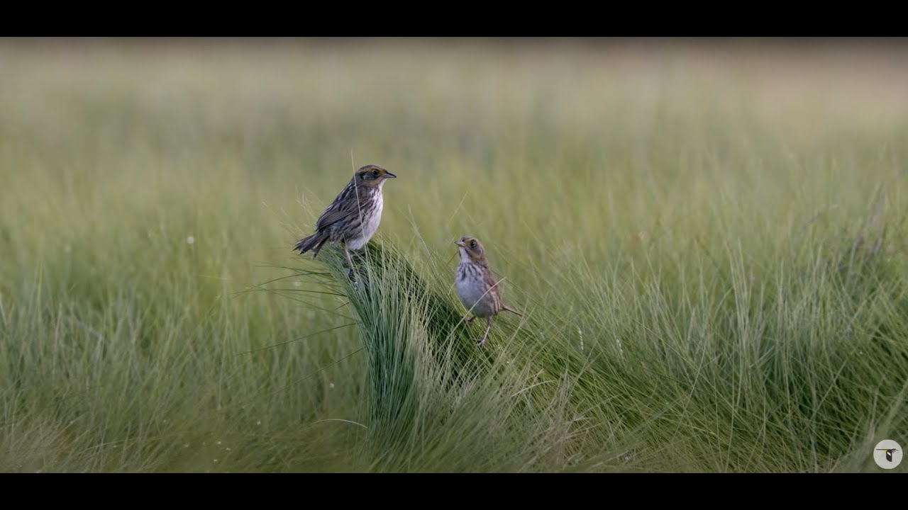Protecting Birds Takes Partnership