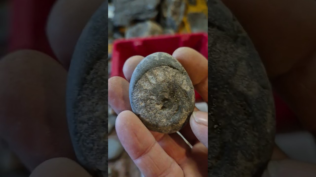 Showing off some fossils from Runswick bay area. 