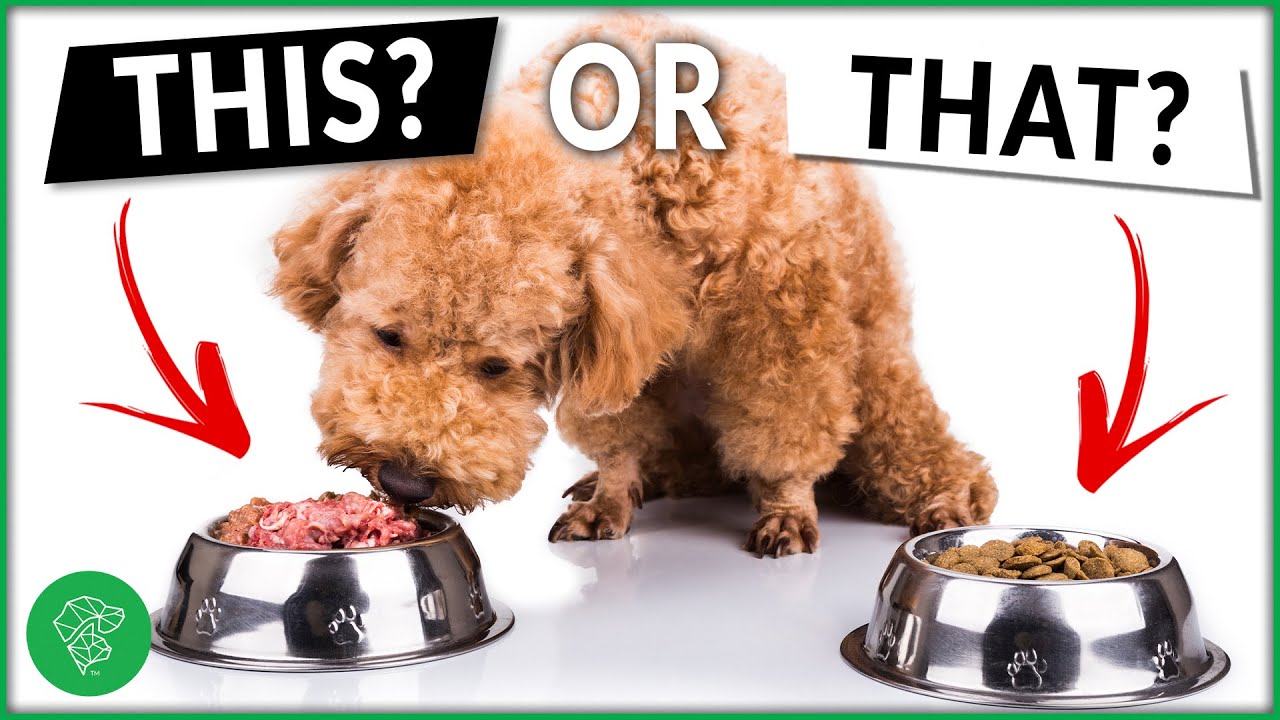 Which Type of Meat Is Best For Dogs? Ask A Veterinarian