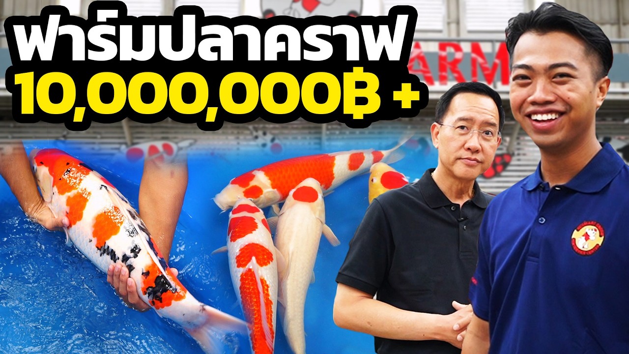 ลองเป็นคนเลี้ยงปลาคาร์ป 1 วัน! [ 1Day with ฟาร์มปลาคาร์ป ] | DOM x KoiMartFarm