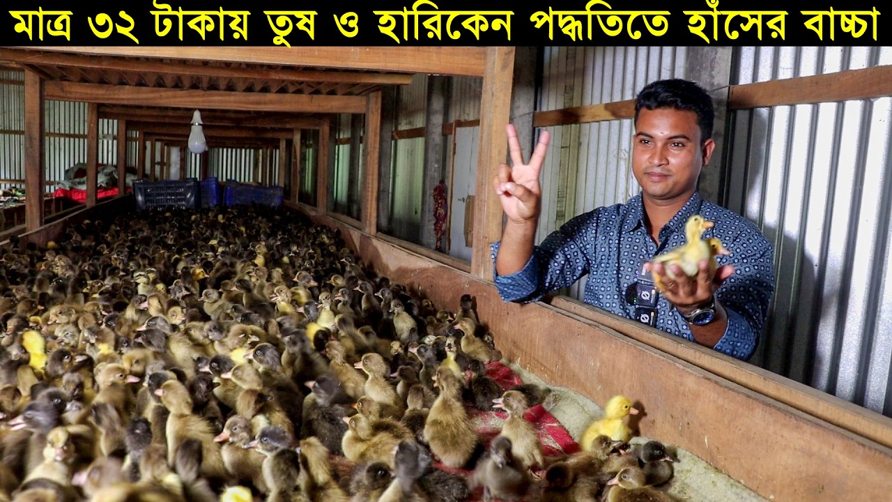 মাত্র ৩২ টাকায় হাঁসের বাচ্চা! তুষ এবং হারিকেন পদ্ধতিতে মাসে ২ লক্ষ হাঁসের বাচ্চা উৎপাদন আলী হোসেন