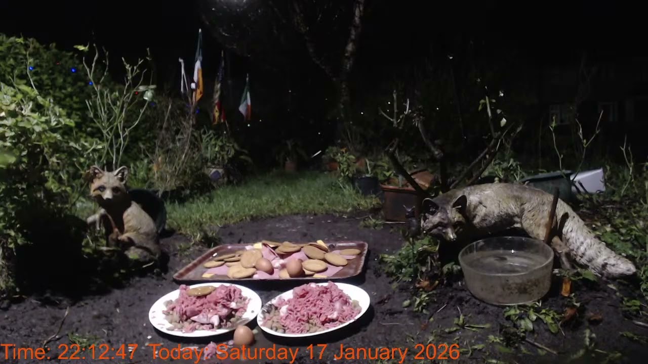 Foxheaven Dublin Ireland Livestream