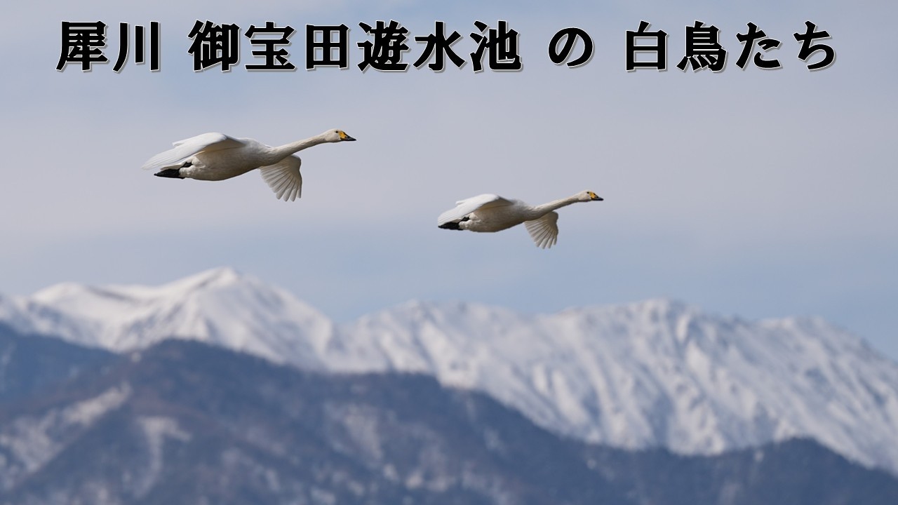 御宝田遊水池の白鳥たち【４K映像】