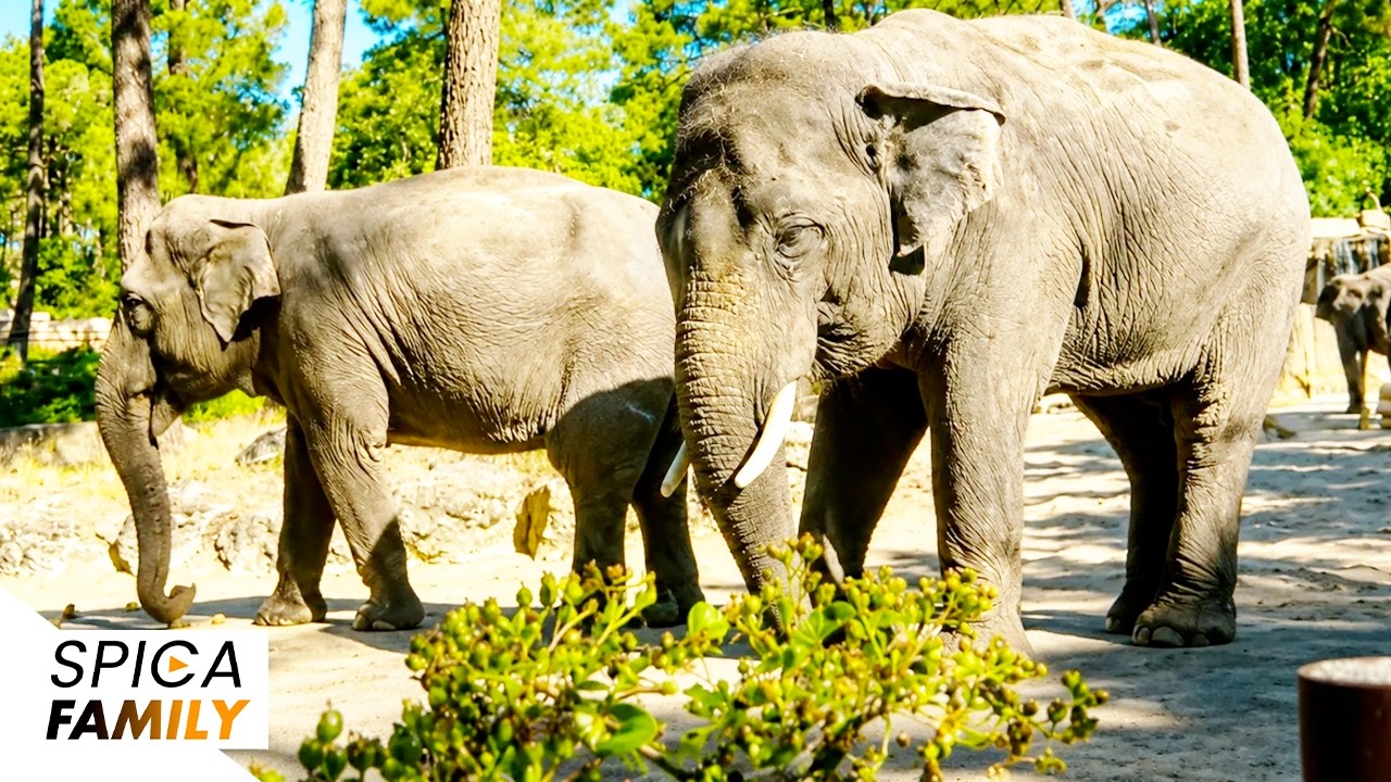 Zoo : ce que les visiteurs ne voient jamais