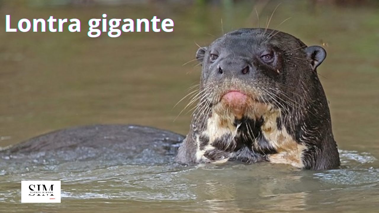 Lontra gigante