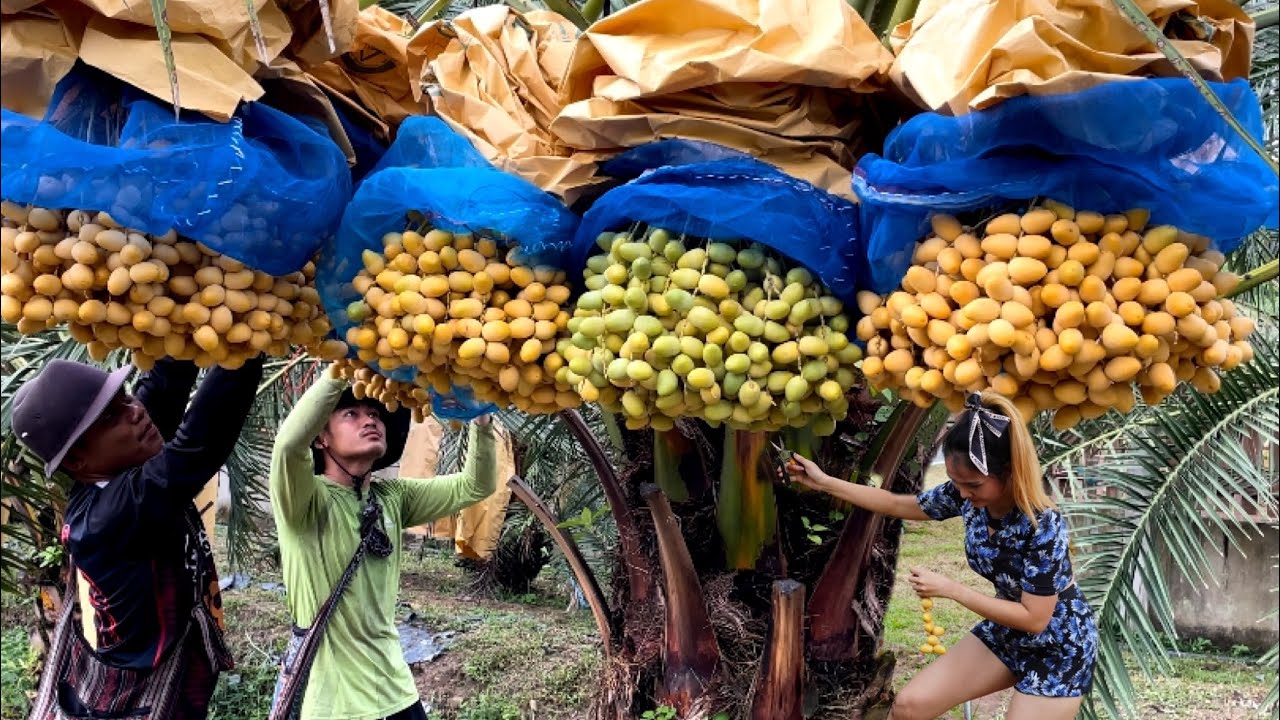 Amazing! Giant Date palm Farm - Harvesting Date palm | Harvesting Guava | Thai Street Food