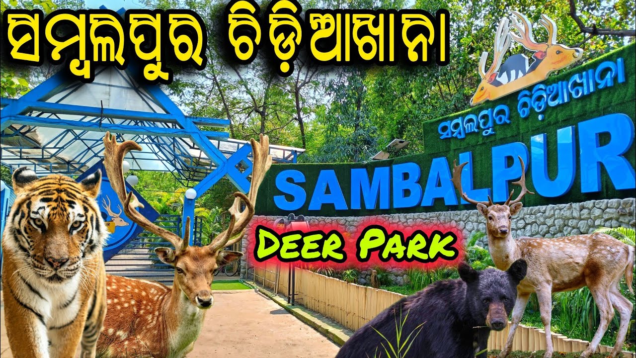 ସମ୍ବଲପୁର ଚିଡ଼ିଆଖାନା | Sambalpur Zoo | Deer Park | Sambalpur Zoo Park #sambalpur #odisha #vlog 