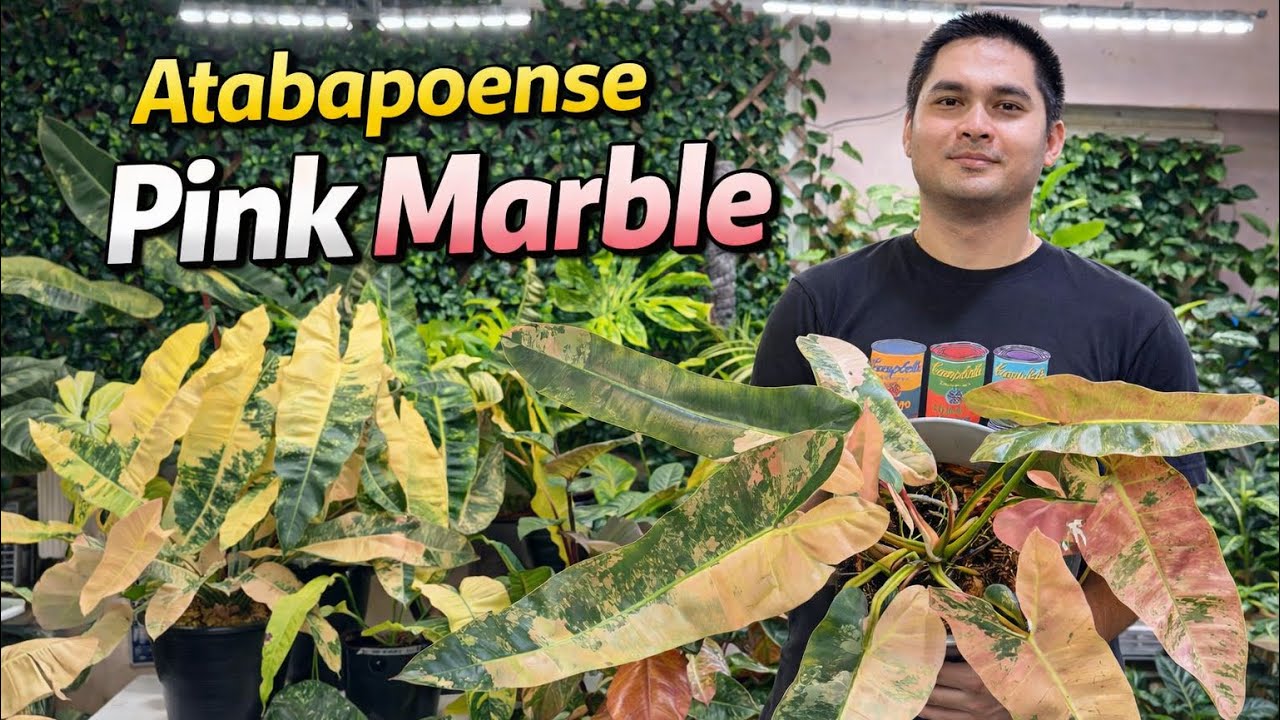 Ang gaganda ng ating mga Atabapoense Pink Marble (in Filipino)