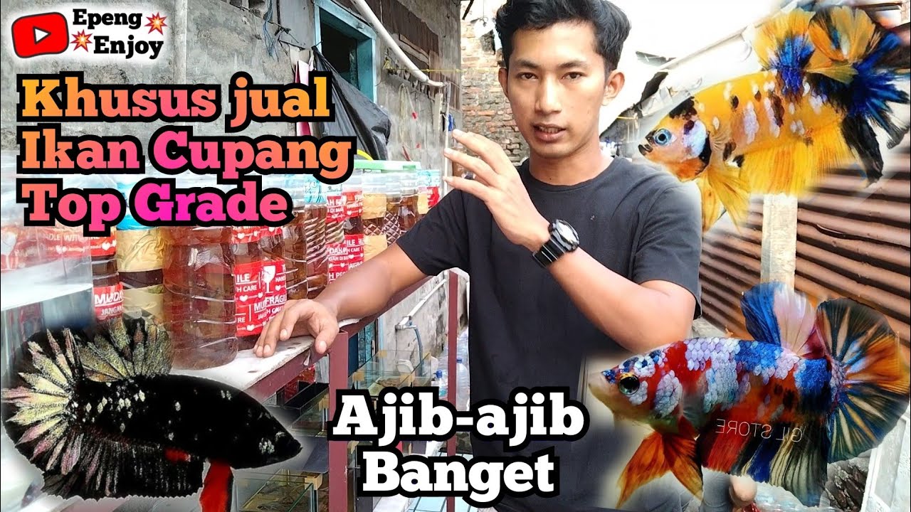 Ikan Cupang Top Grade tinggal pilih guys
