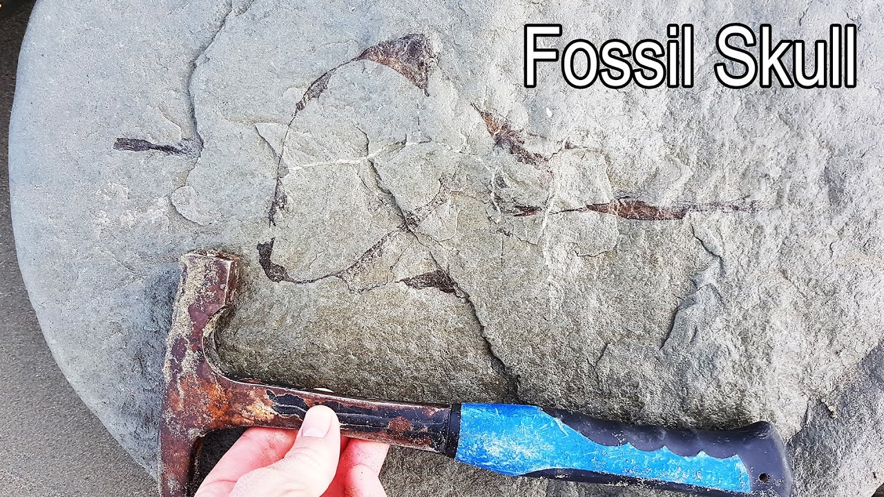 A nice dolphin skull - two days of fossil hunting