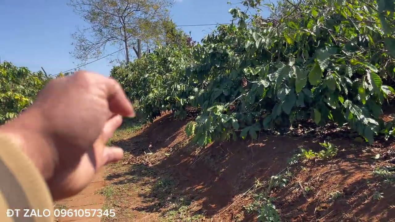 cần nhượng lô cà giá 3,3ti cách QL14 2,5km,sân bay pleiku 25km bê tông vào tận rẫy cách dân 300m