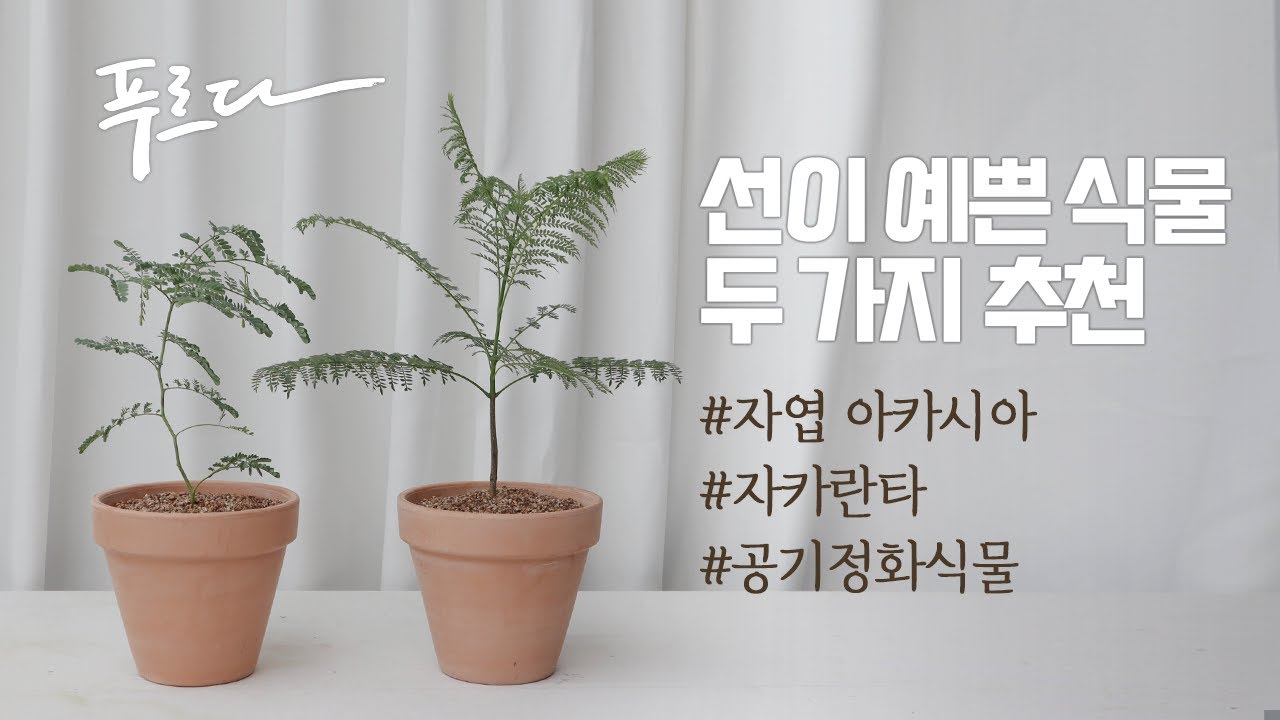 푸르다가 엄선한, 선이 예쁜 식물 2가지 ! ㅣ  