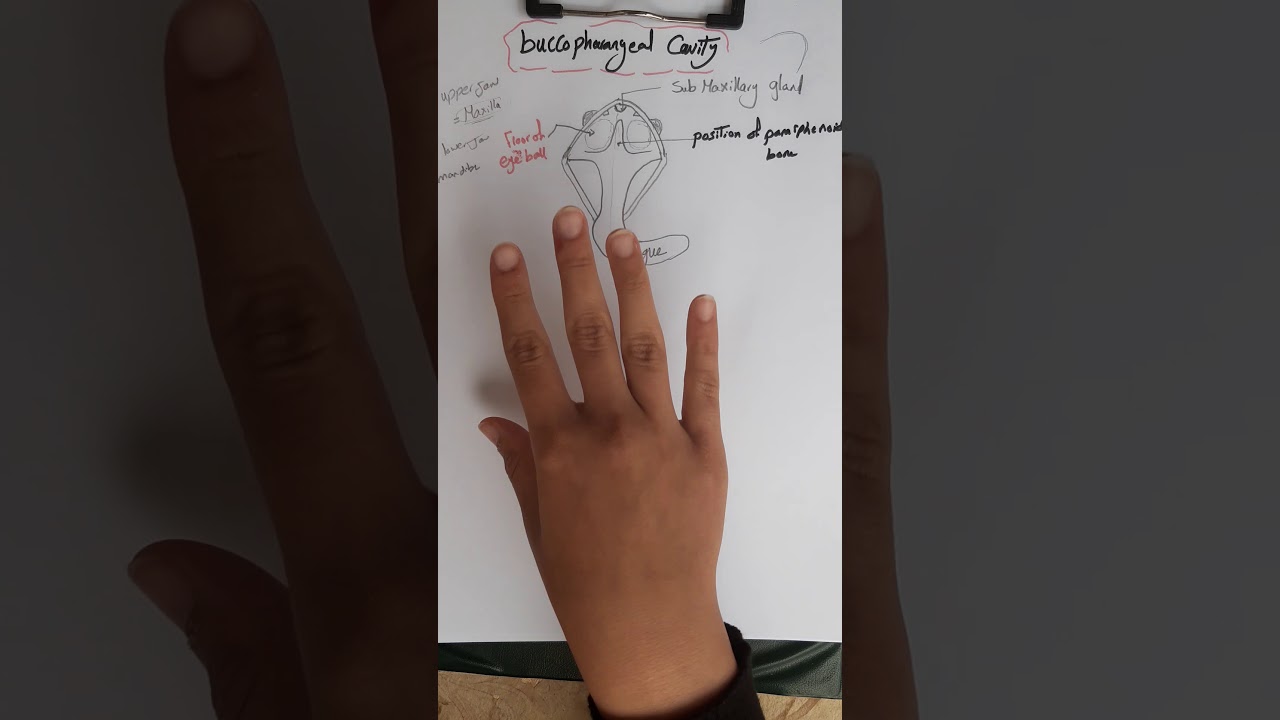 the buccopharangeal cavity of the frog 🐸