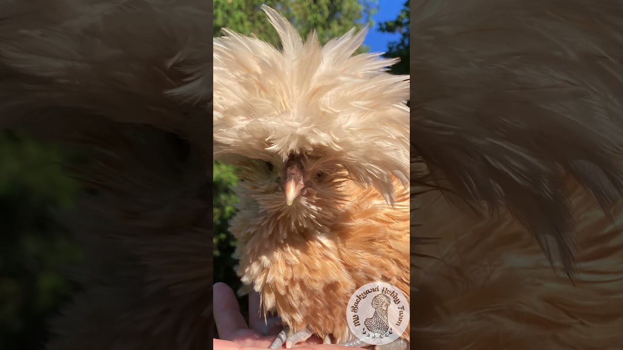 Meet our little Bufflaced Frizzle Polish|10 week old Polish chicks| #polishchickens #frizzlechickens