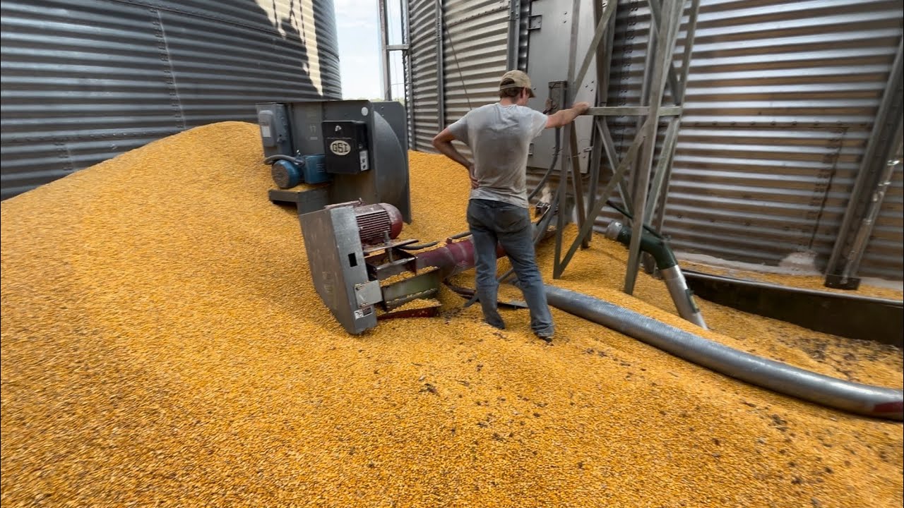 Corn Dynasty Fall Harvest 2024