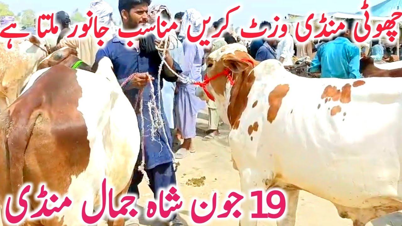 Today Fresh Shahjamal Cow Mandi Cholistani Sahiwal Brahman Khere Bachre || Global Village Farming