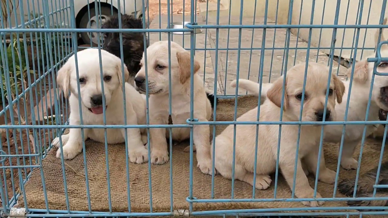 ARM Dog Kennel : Show Quality KCI Registered Healthy Labrador Puppies Available Contact 7775051999
