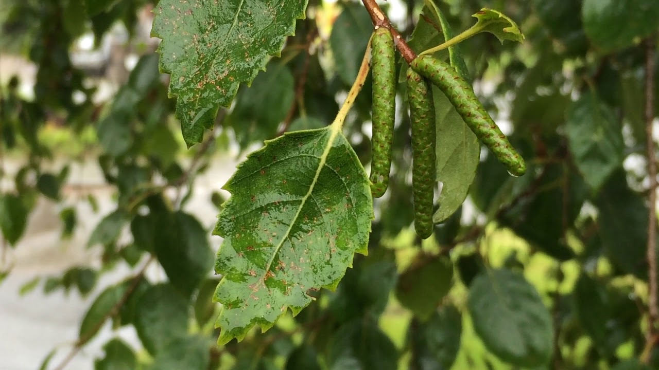 Downy Birch (Betula pubescens) - leaves and catkins - September 2017