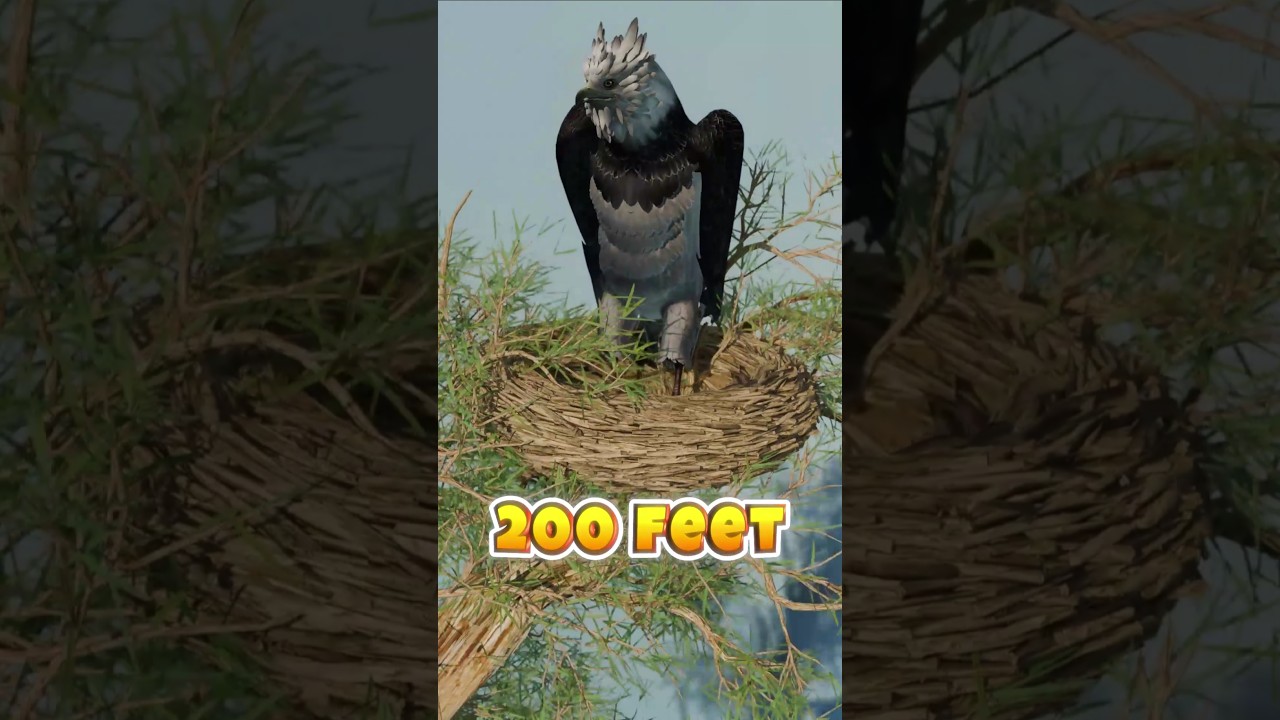 How High Do Birds Nest | Sparrow vs Harpy Eagle