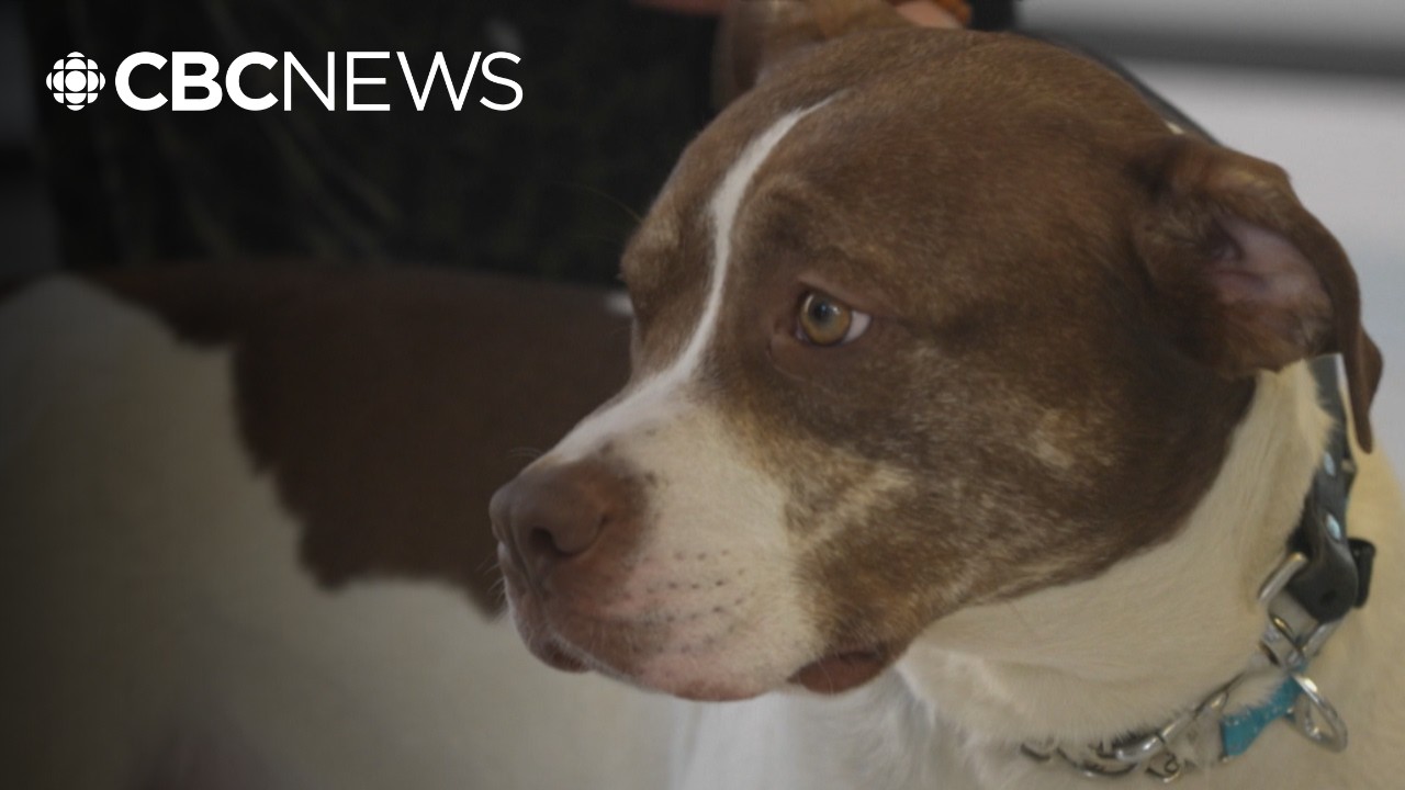 Big dogs wait the longest for forever homes. Toronto Animal Services wants to change that