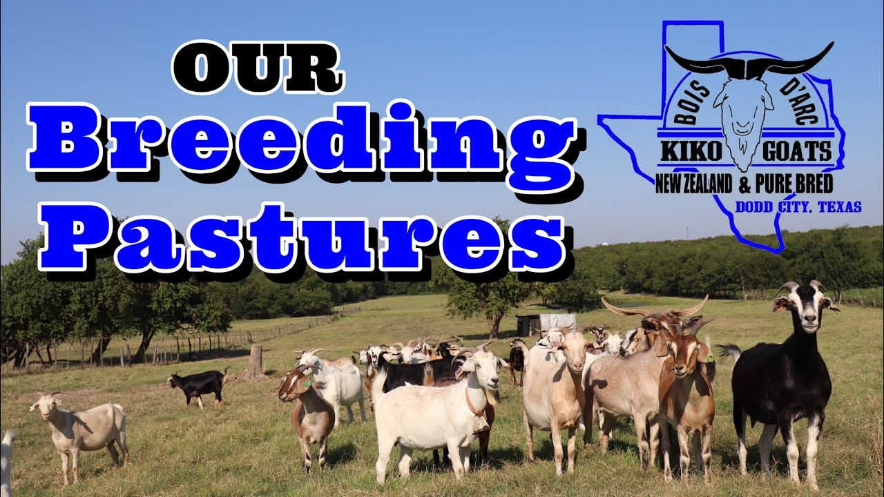 Goat Breeding Pastures | Our Breeding Pasture set up | Kiko Meat Goats | Kiko Goats
