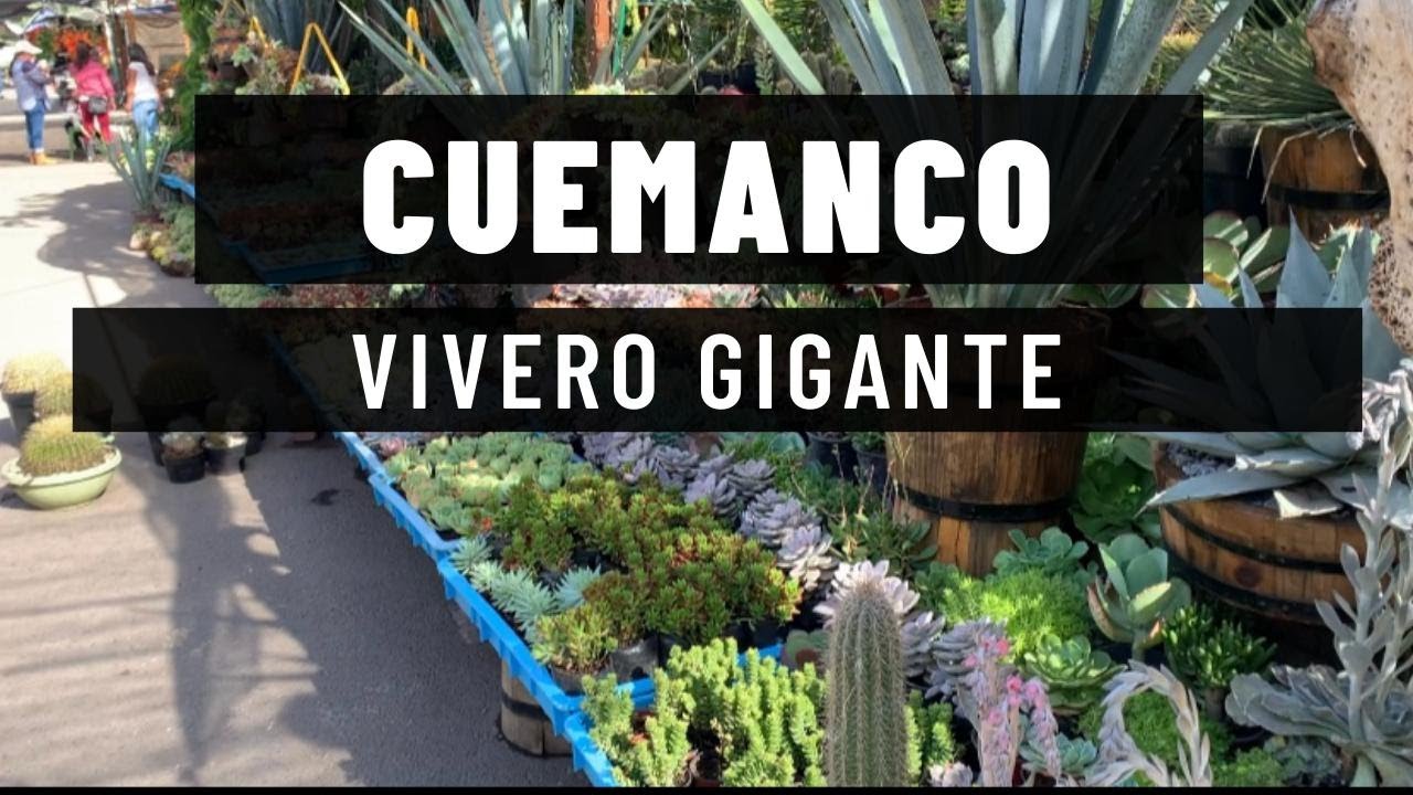 COMPRE + DE 600 SUCULENTAS/ VIVERO GIGANTE