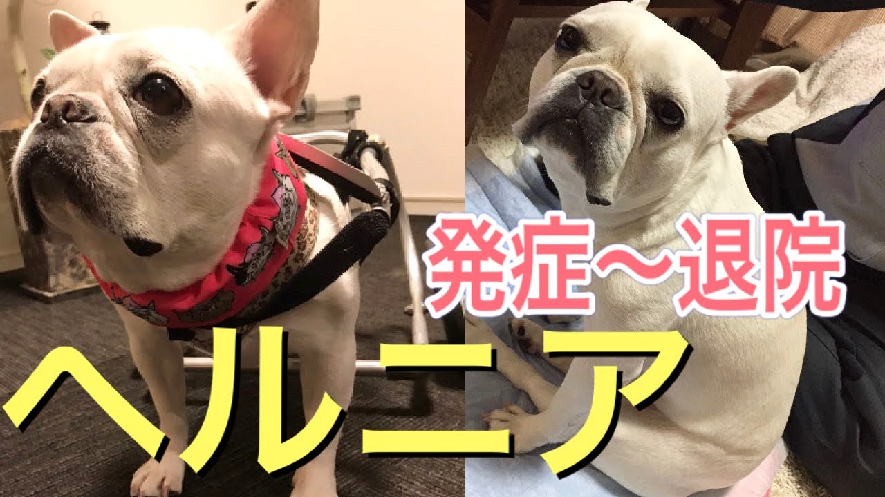 椎間板ヘルニアになったフレンチブルドッグ【発症から手術、退院まで】