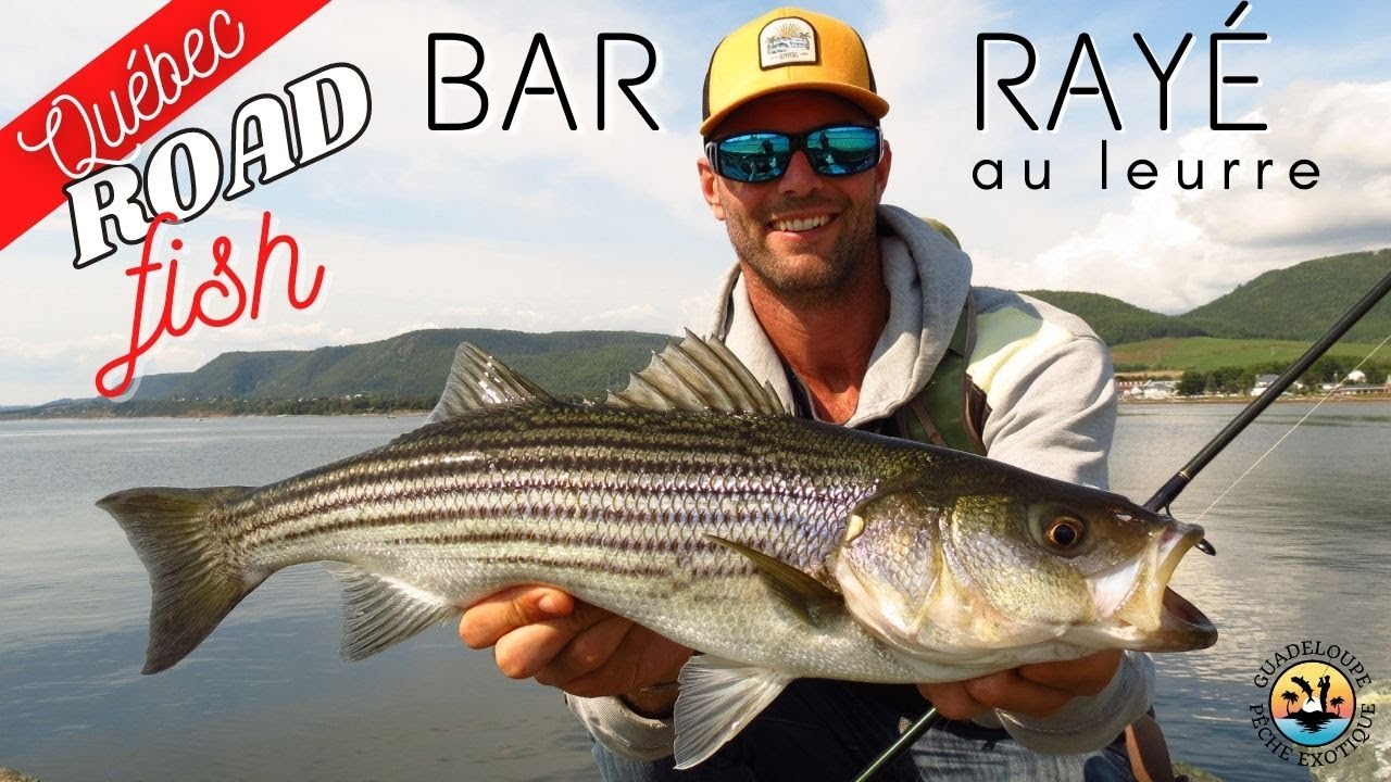 BAR RAYÉ au LEURRE - ROAD TRIP PÊCHE en GASPÉSIE (Québec)