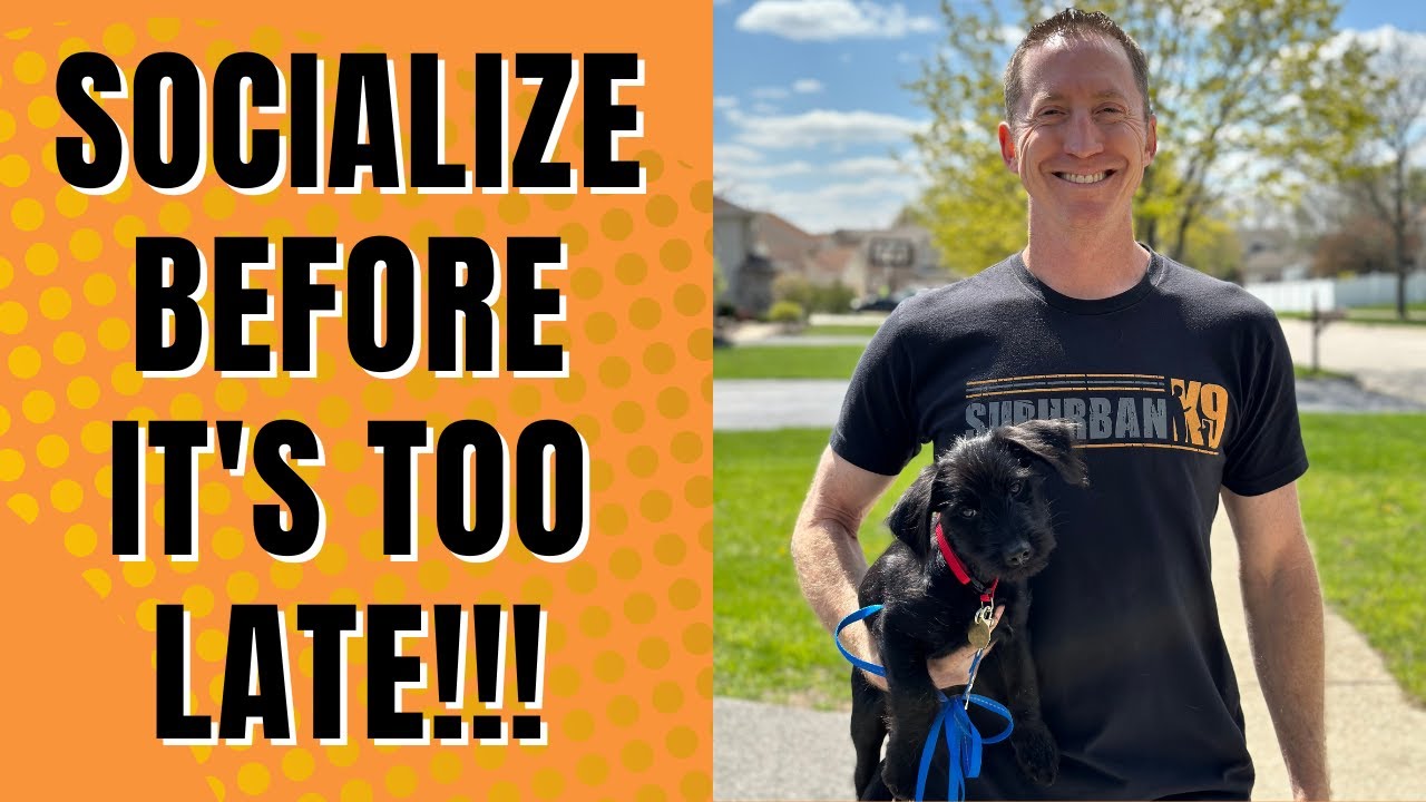 Avoid This Mistake When You Socialize Your Puppy!