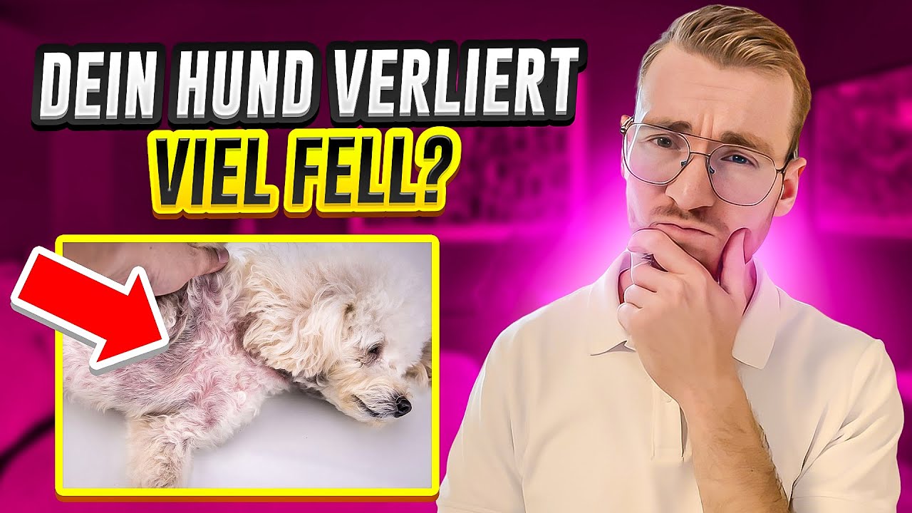 Dein Hund verliert sehr viel Fell⁉️😱