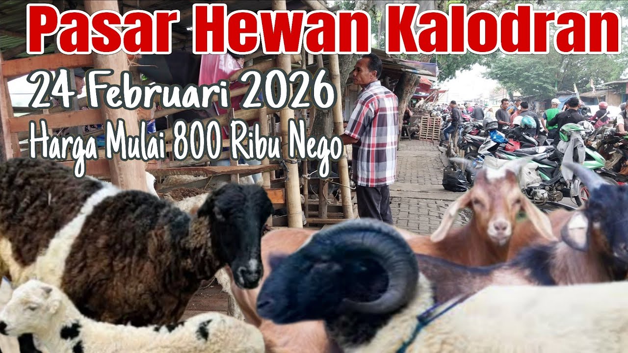 Ekonomis Mulai 800K! Update Terbaru Harga Kambing & Domba Di Ps Hewan Kalodran,Kota Serang Banten
