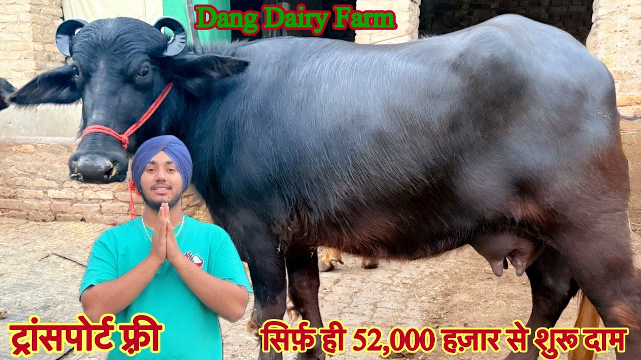 सिर्फ़ ही 52,000 हज़ार से शुरू ✅ 14 से 25 लीटर दूध की 🏆Cow Buffalo For Sale 😱Dang Dairy Farm 🎉#bull 
