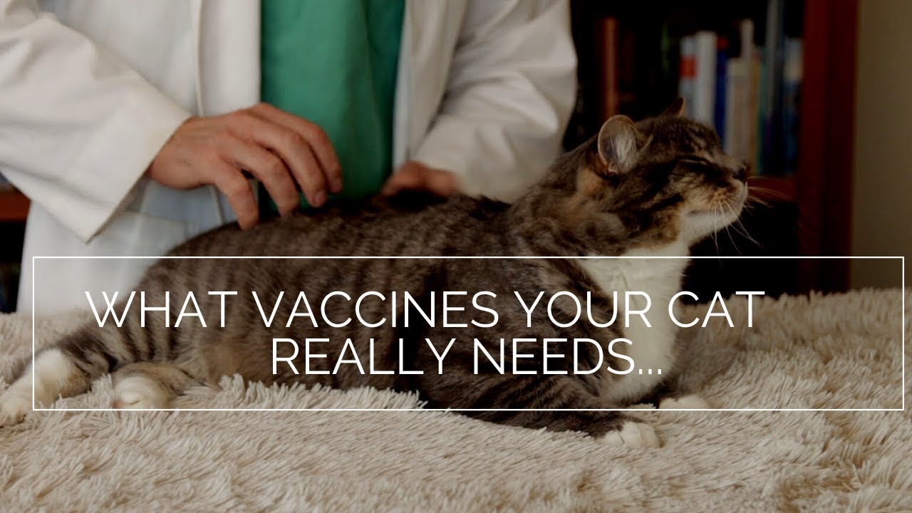 Cancer From Cat Vaccination?
