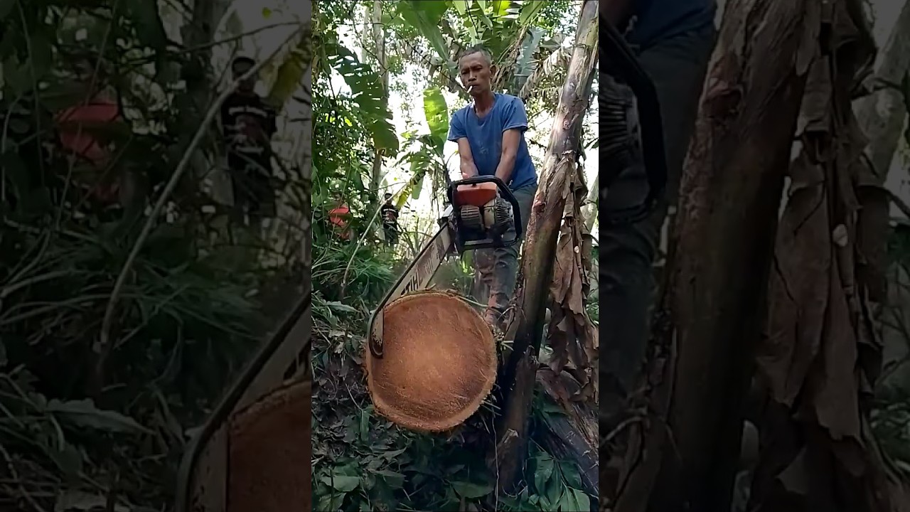 Old coconut wood is harder #wood #woodworking #chainsaw