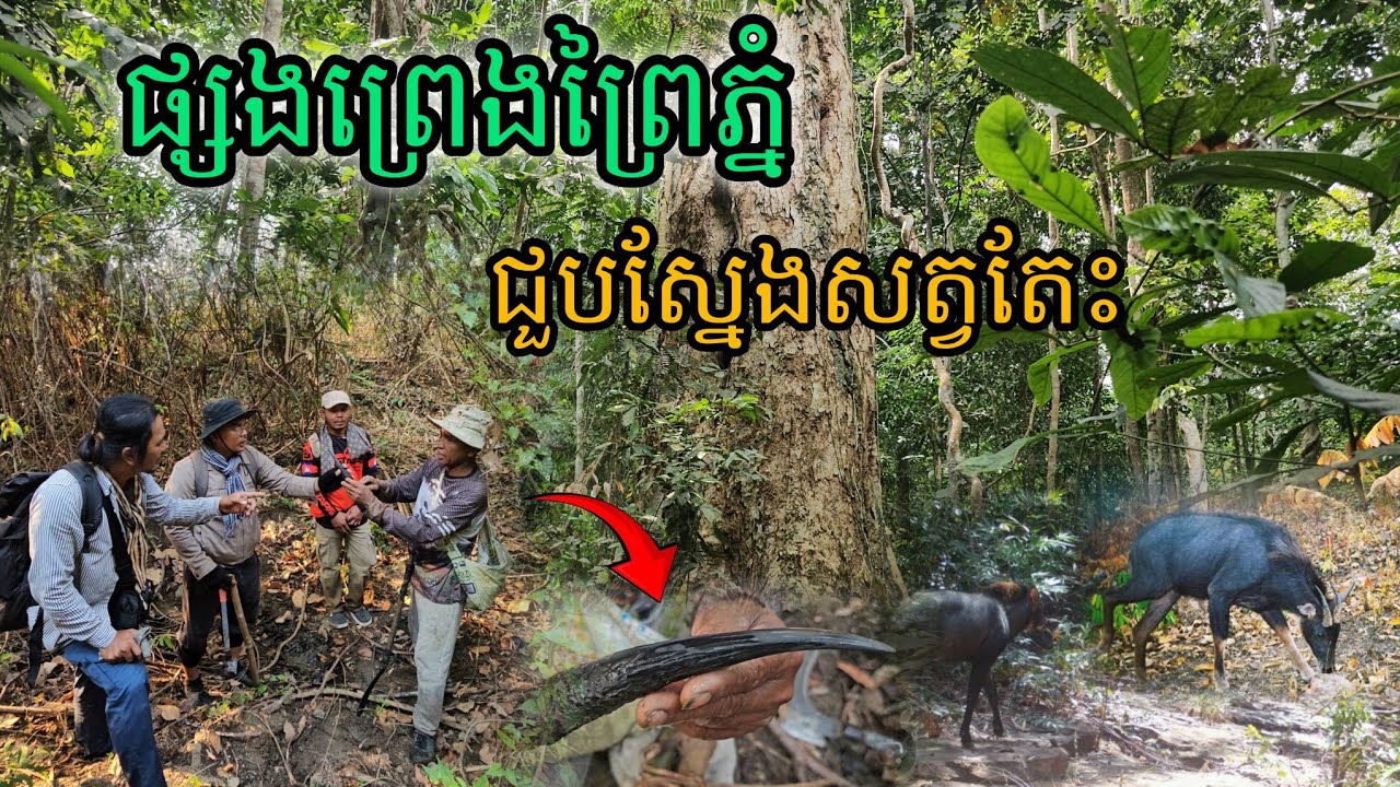 ផ្សងព្រេង​ព្រៃភ្នំ​ជួបស្នែងសត្វតែះ