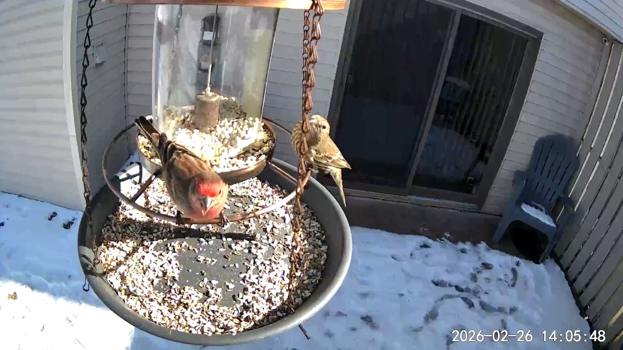 2026/02/26 - Hungry House Finches filling their belly while catching a few rays of sunshine