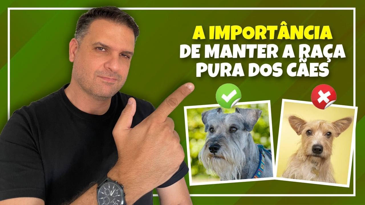 POR QUE &Eacute; IMPORTANTE MANTER A PUREZA DE UMA RA&Ccedil;A? - Cinobras TV