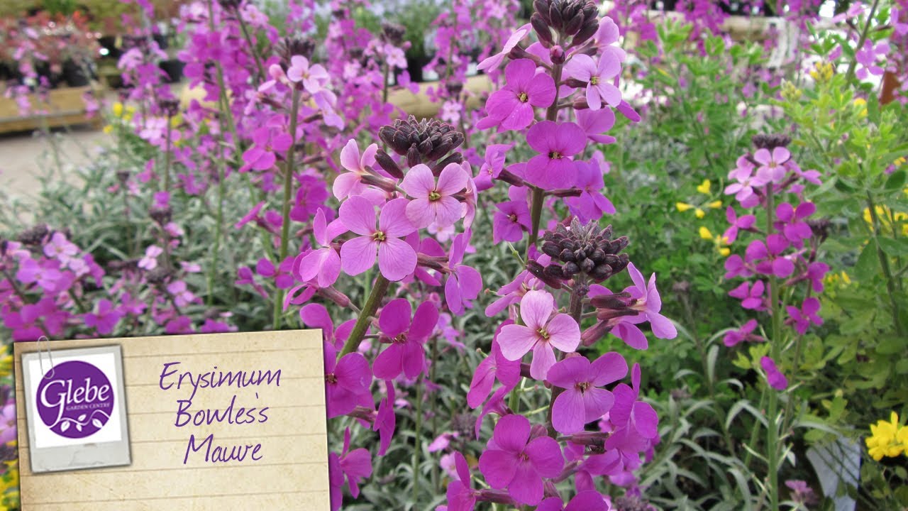 Erysimum Bowles's Mauve Perennial Wallflower | Glebe Garden Centre Leicester
