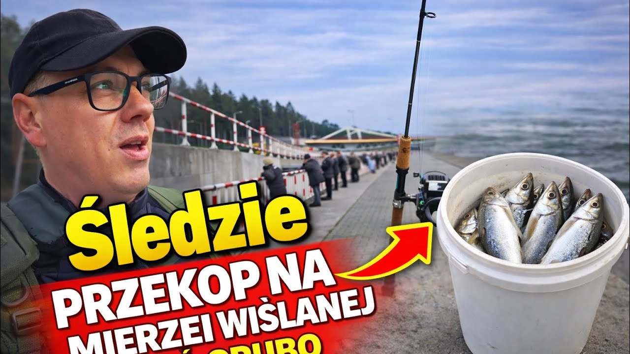 Śledzie 2026 &ndash; Przekop na Mierzei Wiślanej | Biorą grubo!