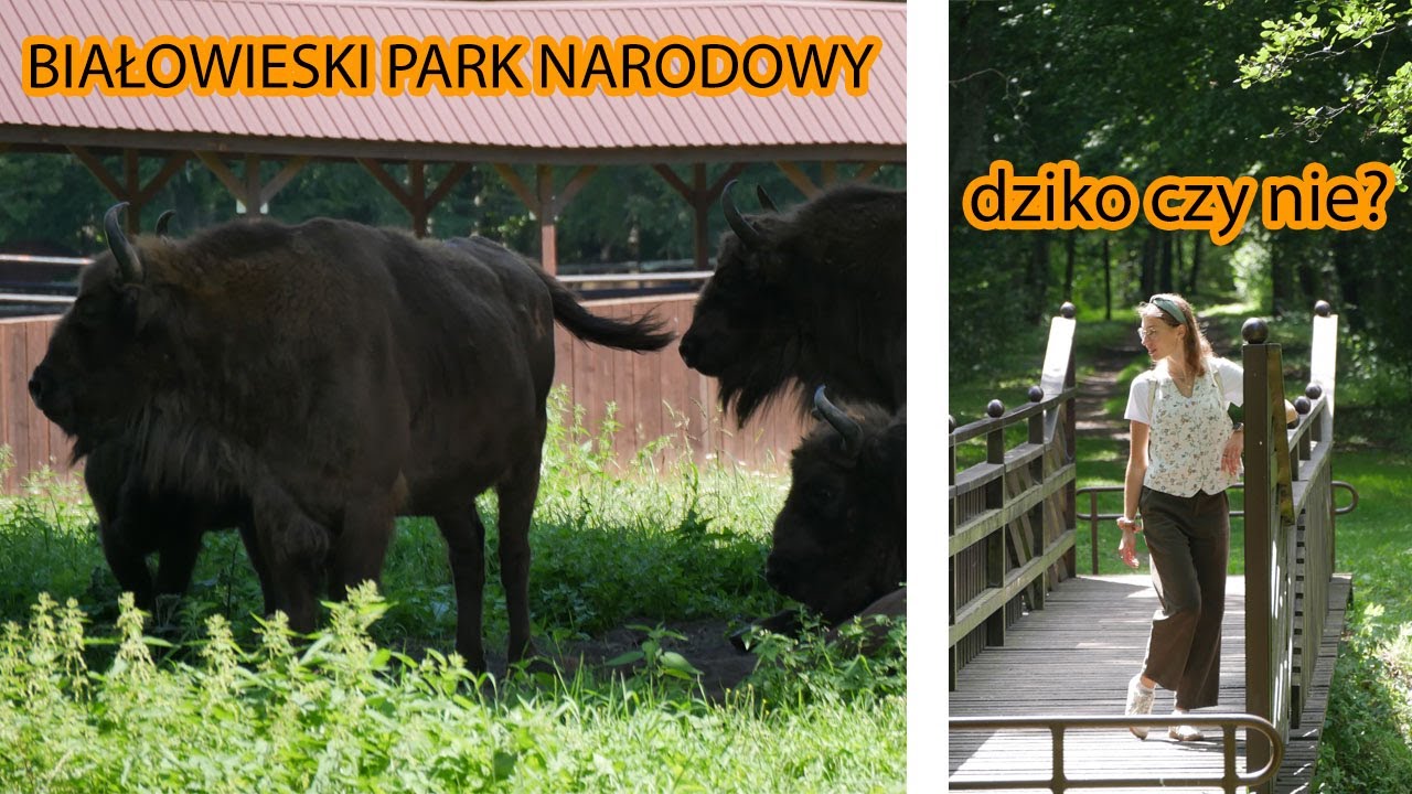 BIAŁOWIESKI PARK NARODOWY 4/23 BYŁO DZIKO 🥵🌲💚 #żubr #natura #dzikiezwierzęta #podróże