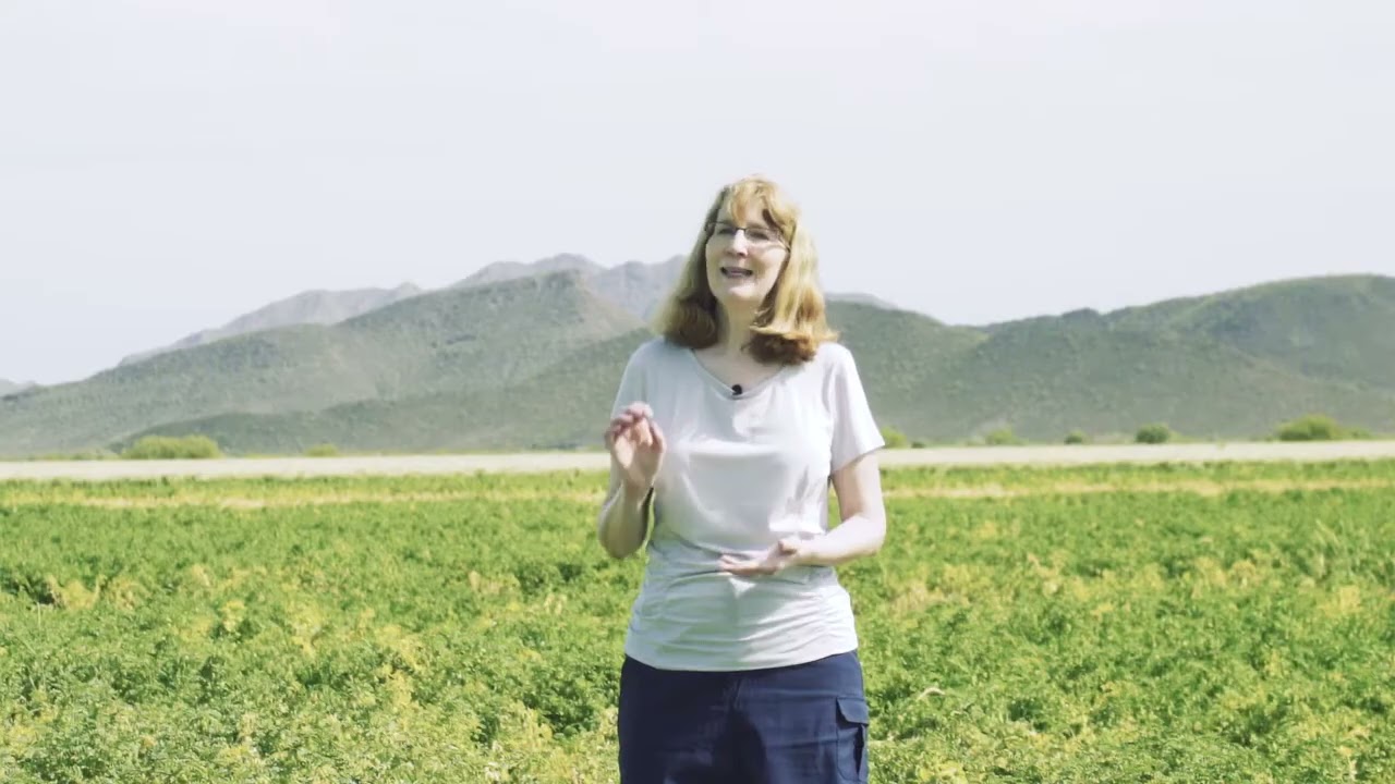 CSSA Celebrates International Year of Pulses Soil Health