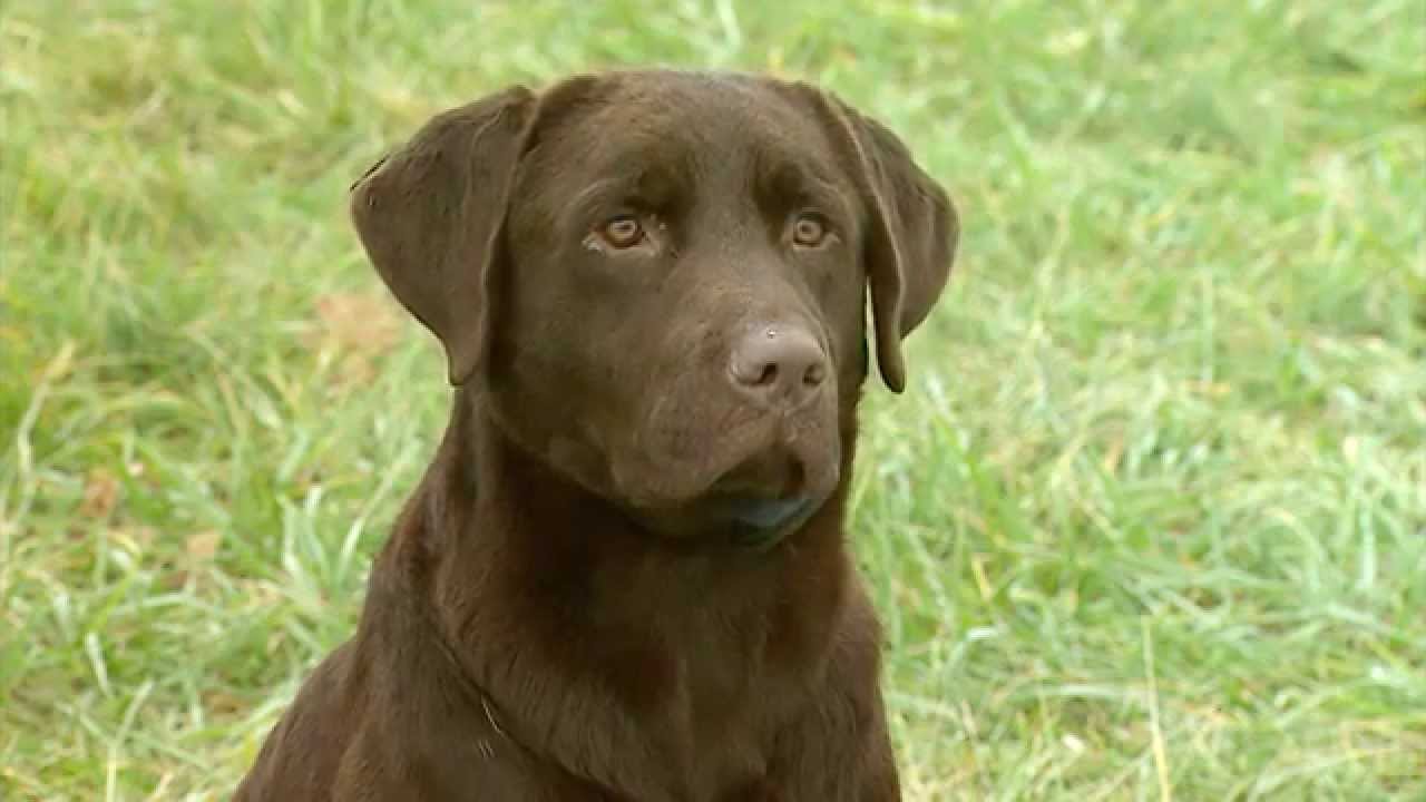 Training a Labrador to find deer sheds